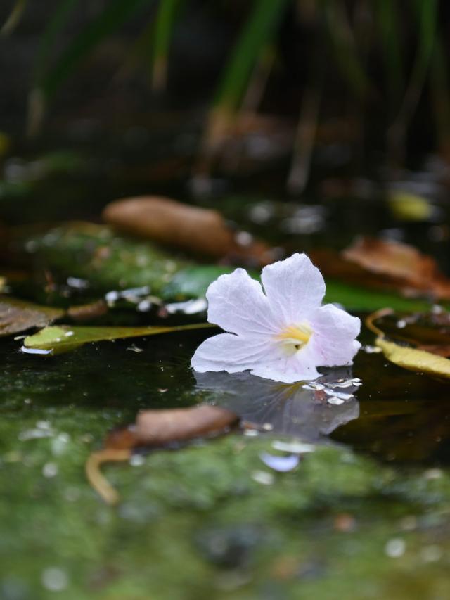 Perennial Flowers for Wet and Boggy Areas