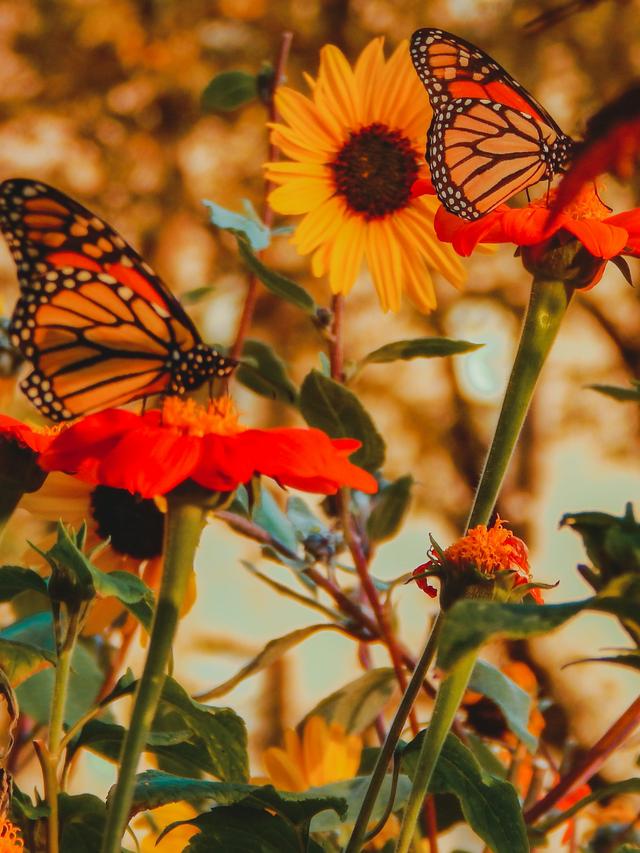 Perennial Flowers for a Butterfly Garden