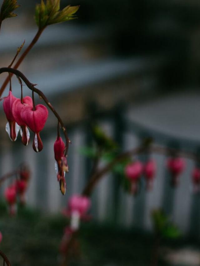 Perennial Flowers that Thrive in Poor Soil