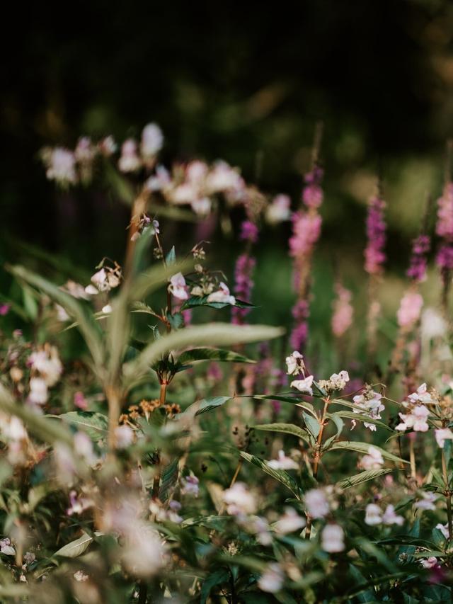 Perennial Peanut: A Low-Maintenance Ground Cover