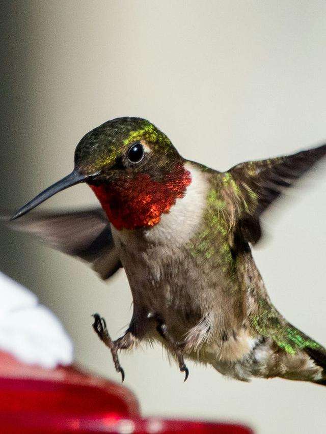 Red Hummingbirds: Facts and How to Attract Them