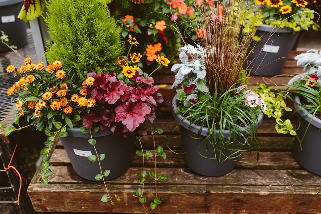 Revolutionize Your Garden with These Incredible Container Plants