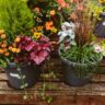 Revolutionize Your Garden with These Incredible Container Plants