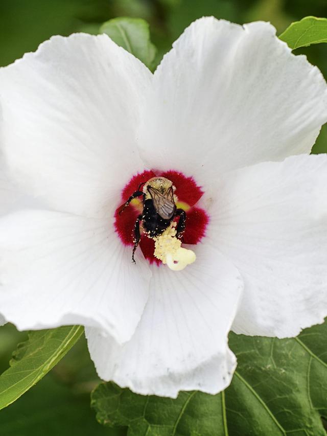 Rose of Sharon: A Hardy Summer Perennial