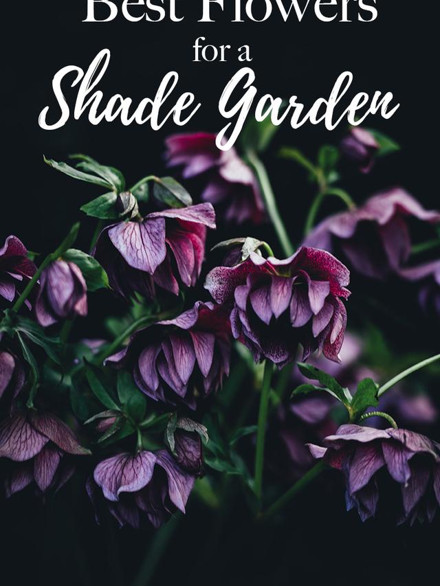 Shade Tolerant Perennials for Cool, Shady Gardens