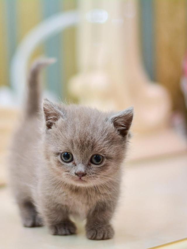 Small Cat Breeds Perfect for Any Home