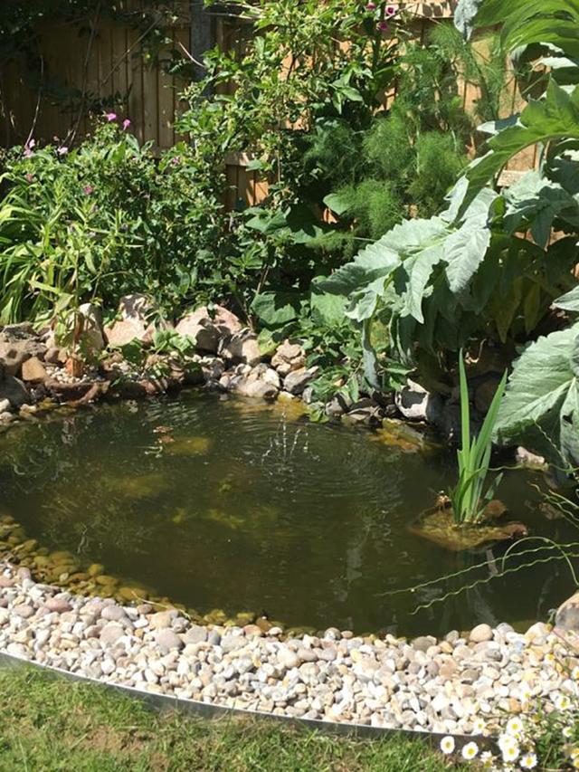 Step-by-Step Guide on How to Create a Wildlife Pond in Your Garden