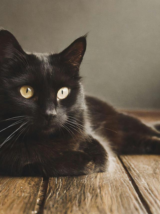 Stunning Black Cat Breeds