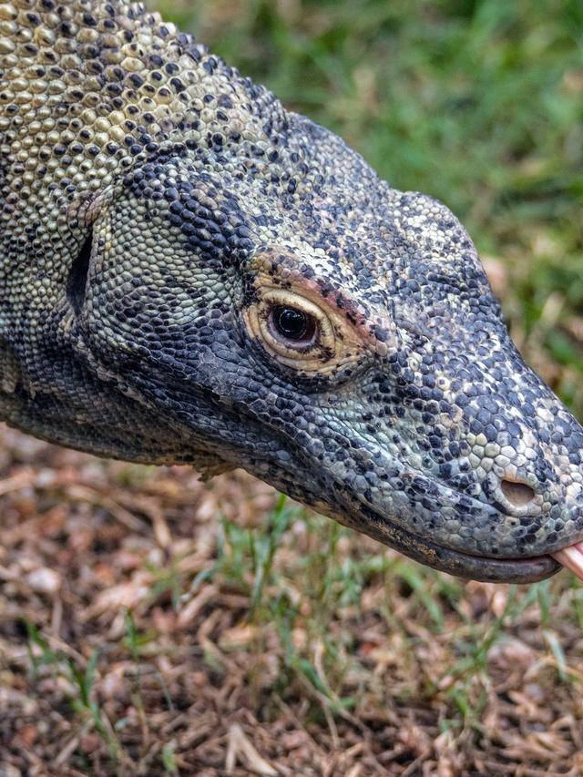 The Anatomy of a Komodo Dragon