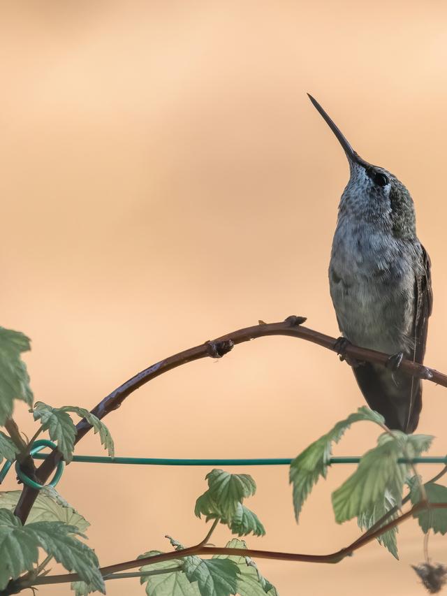 The Connection Between Climate Change and the Spread of Diseases in Hummingbird Populations