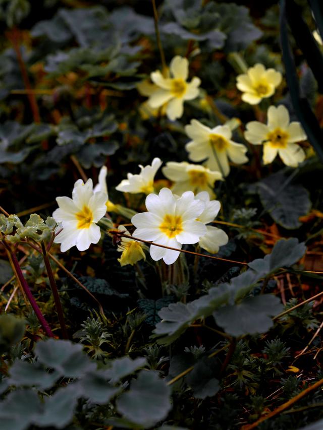 The History and Origin of Popular Perennial Flowers