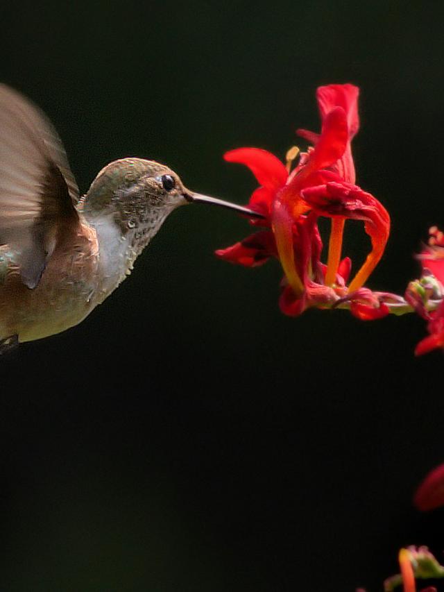 The Importance of Nectar for Hummingbirds