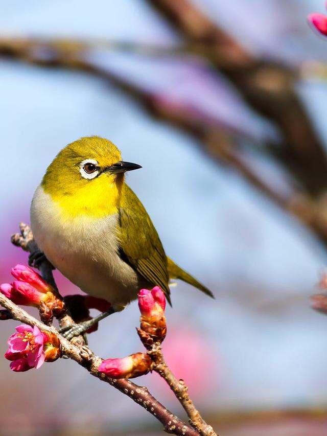 The Lifespan of Common Bird Species