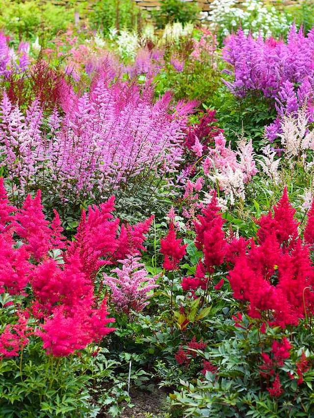 The Longest Lasting Perennial Flower for Year-Round Garden Beauty