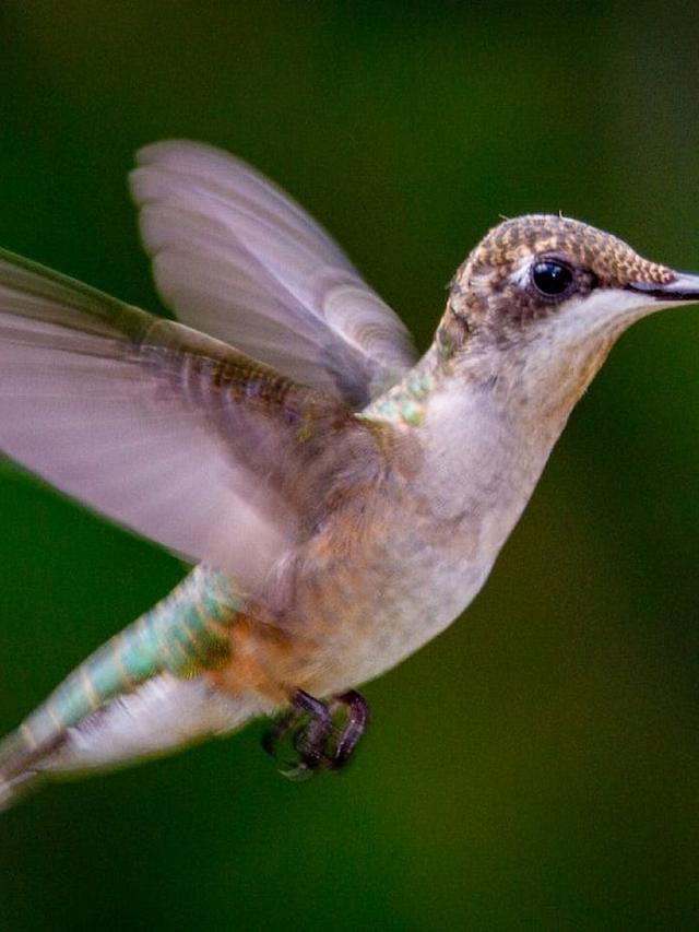 The Meaning Behind a Hummingbird Visit