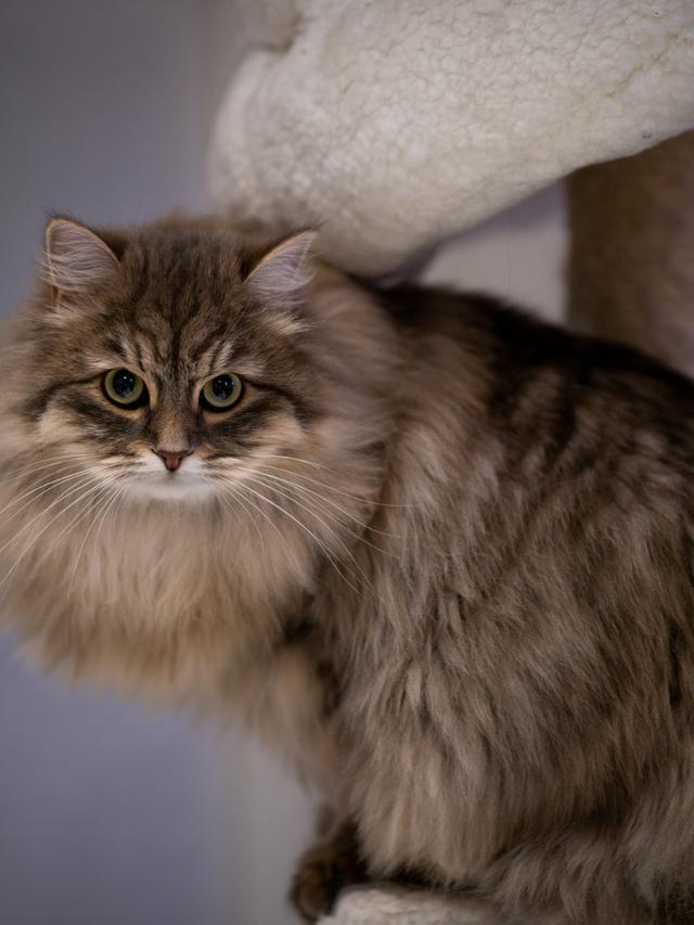 The Most Photogenic Cat Breeds