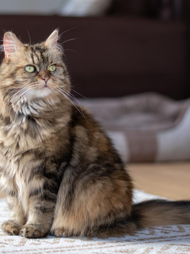 The Most Popular Cat Breeds