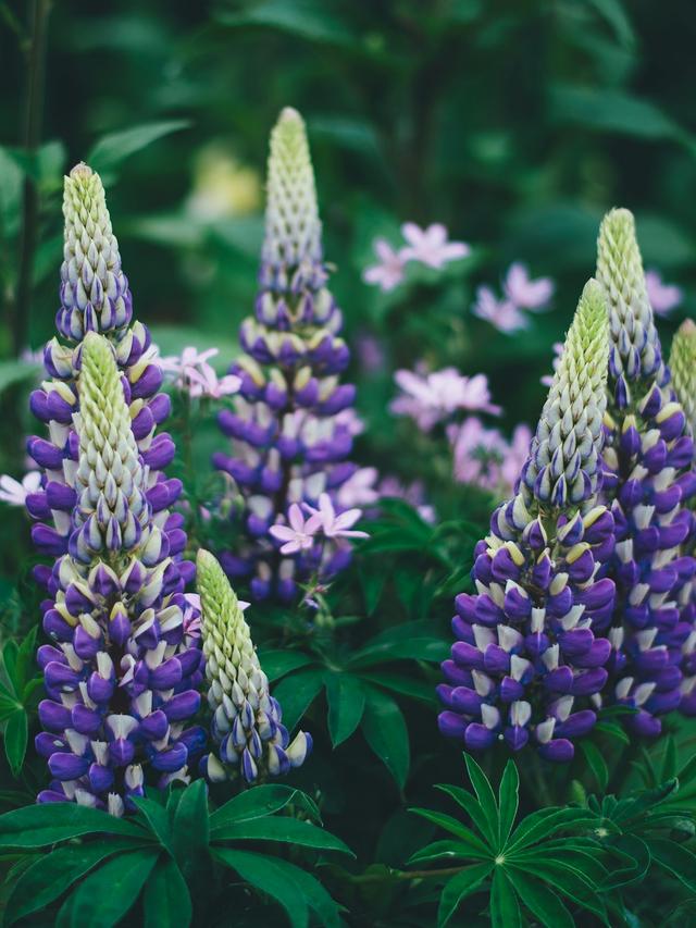 The Most Unique Perennial Flowers to Grow