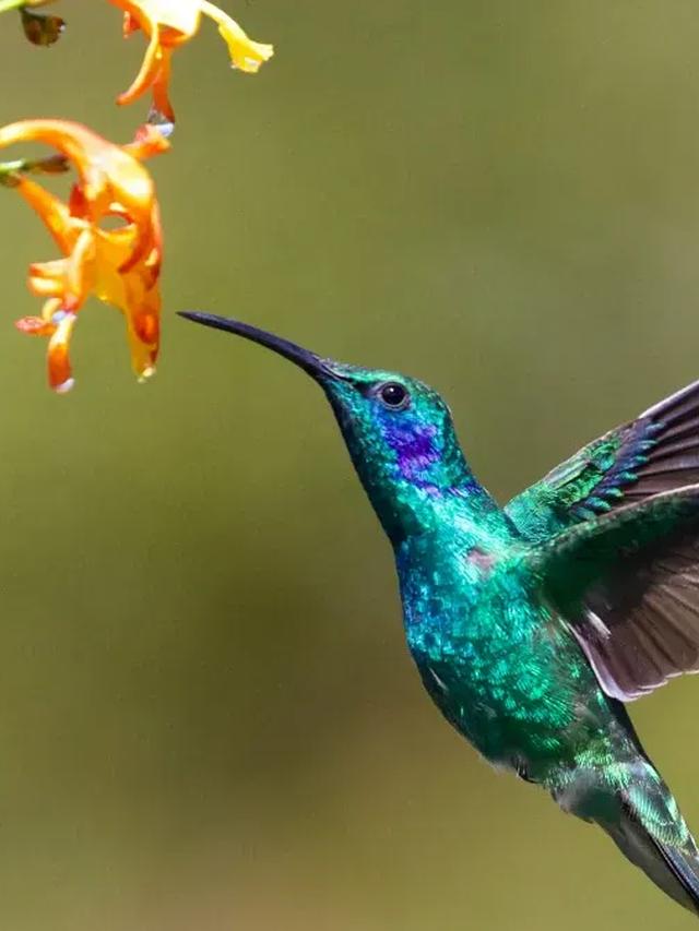 The Role of Hummingbirds in Native American Traditions