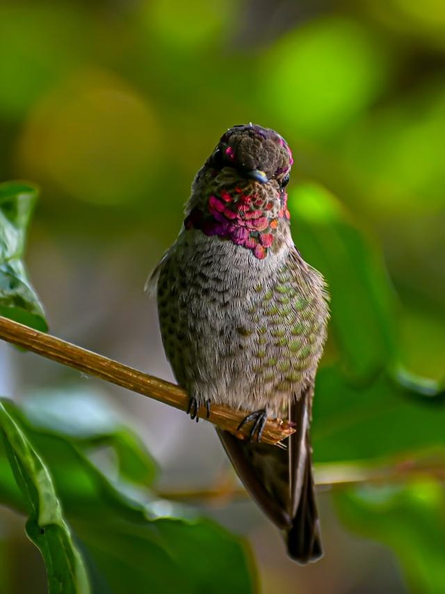 The Smallest Birds: Hummingbirds