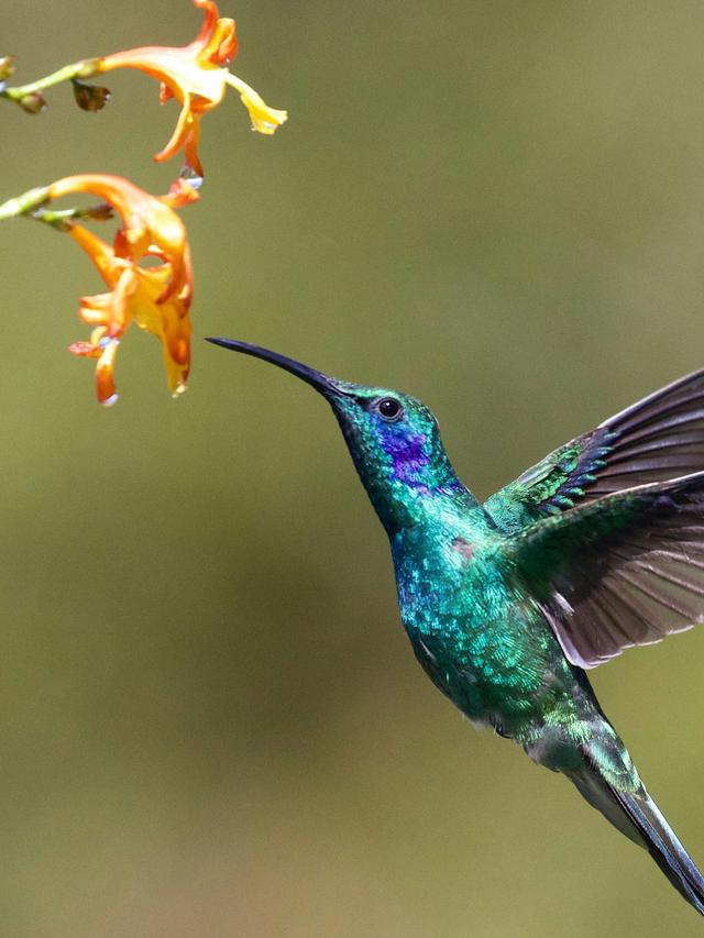 The Speed and Agility of Hummingbirds