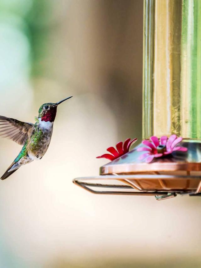 The Ultimate Guide to Hummingbird Food: What You Need to Know