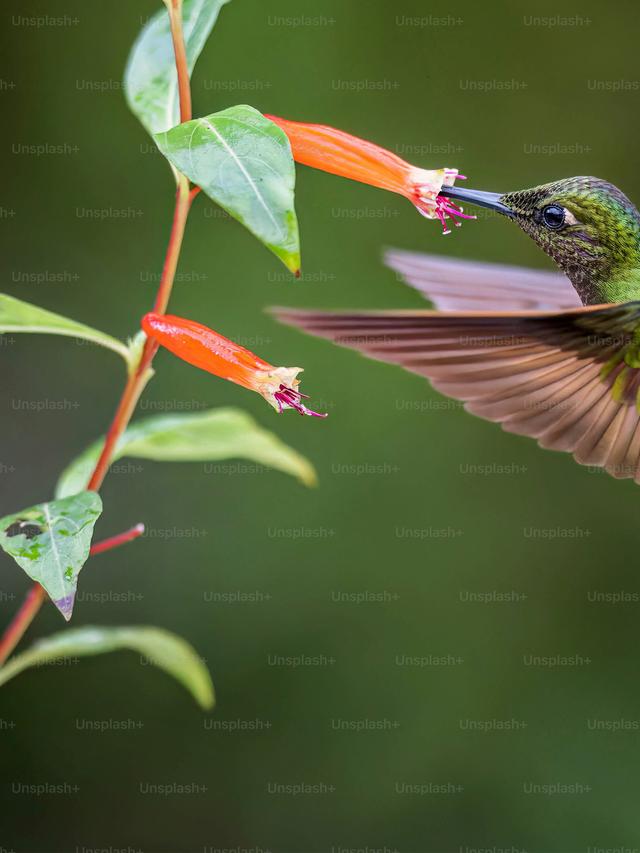 The Vocalizations of Hummingbirds