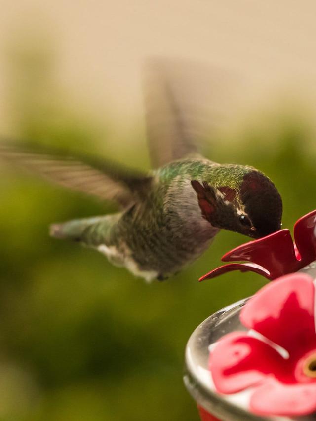 Top 10 Hummingbird Feeders to Attract These Beautiful Birds