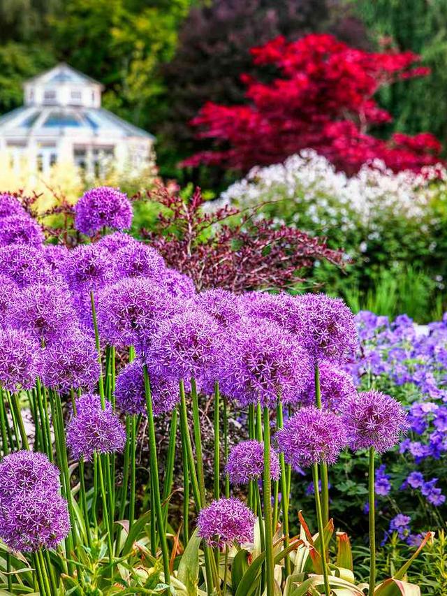 Top 10 Perennial Flowers for Low Maintenance Gardens: Deer-Resistant Varieties