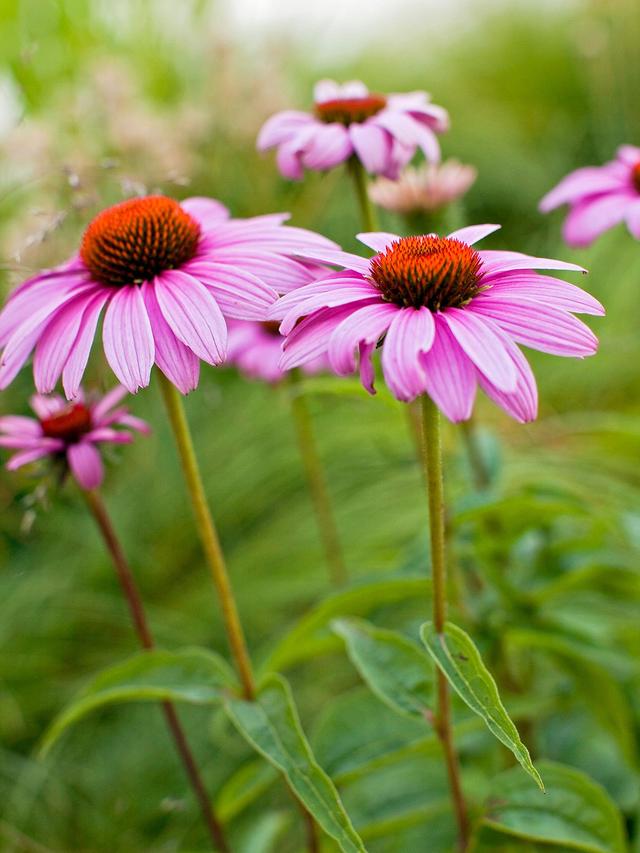 Top 10 Perennial Flowers for Low Maintenance Gardens: Drought-Tolerant Options