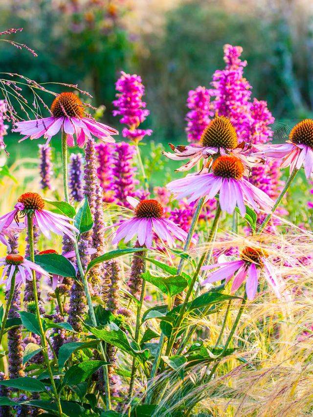 Top 10 Perennial Flowers for Low Maintenance Gardens That Attract Pollinators