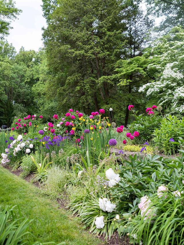 Top 10 Perennial Flowers for Low Maintenance Gardens That Enhance Curb Appeal