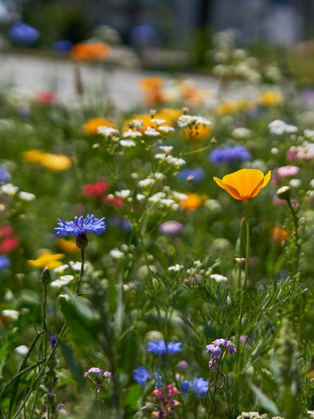 Top Annual Flowers for a Colorful Summer Garden