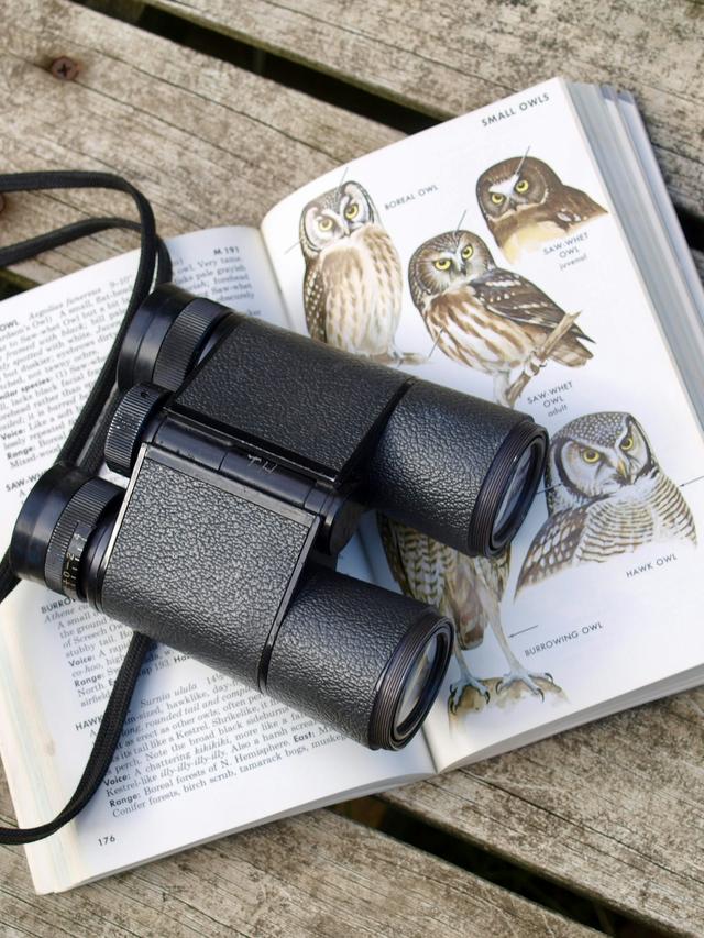 Top Bird Watching Binoculars for Summer Birding