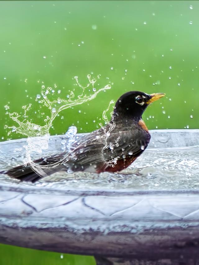 Top Tips for Placing Your Bird Bath for Maximum Attraction