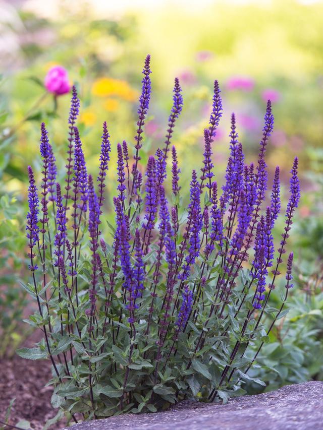 Top Varieties of the Longest Lasting Perennial Flower for Different Climates