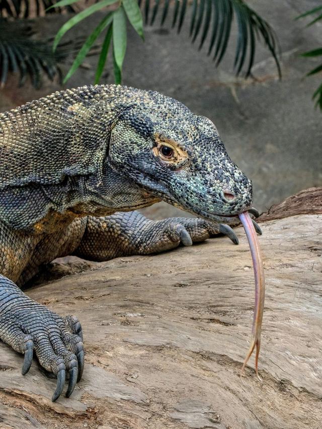 Understanding Komodo Dragon Communication