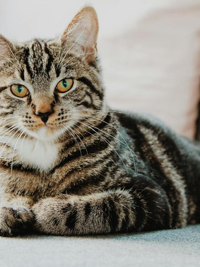 Understanding the Personality Traits of Popular Cat Breeds