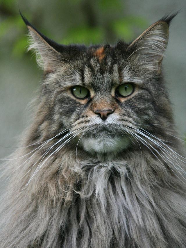 Unique Characteristics of Different Cat Breeds