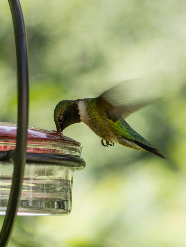 Unique Hummingbird Hat Feeders: A Fun Way to Feed Birds