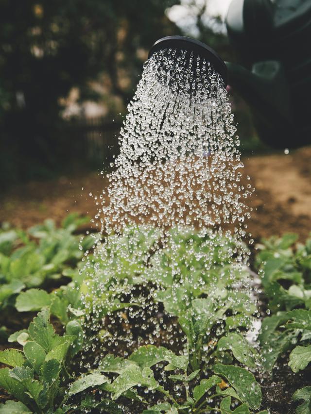 Watering Tips for Healthy Perennial Flowers