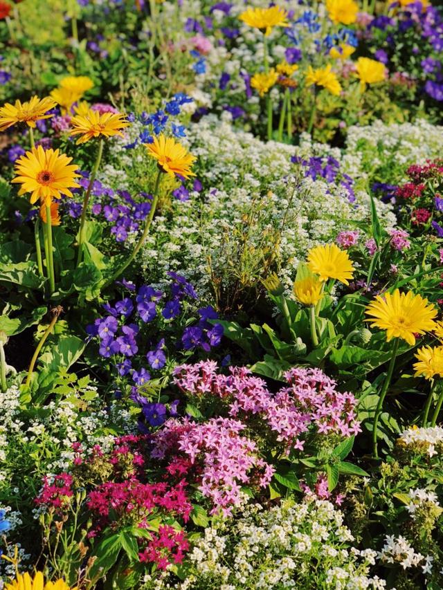 What Are Perennials? An In-Depth Look at These Long-Lived Plants