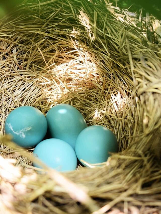 What Bird Lays Blue Eggs? Discover the Answer