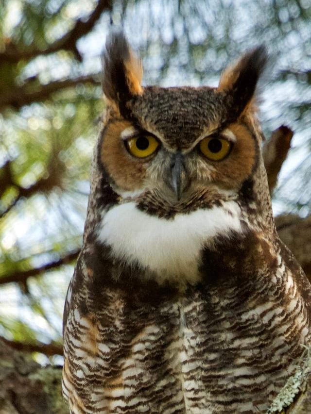 What Bird Sounds Like an Owl? Identification Tips