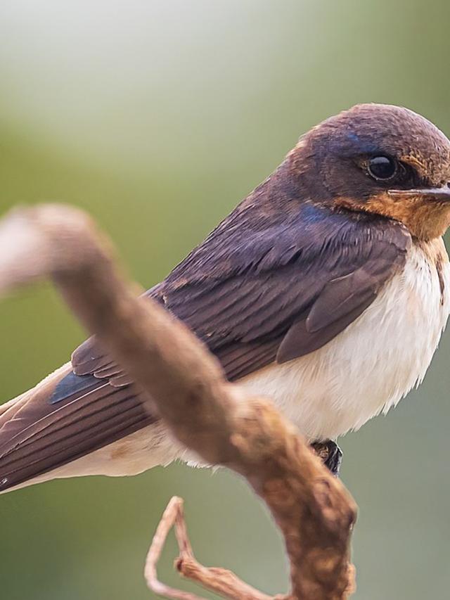 What Birds Chirp at Night? A Complete Guide