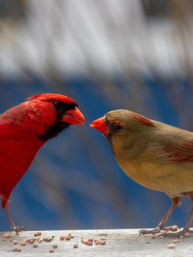 Which Birds Mate for Life? Discover the Romantic Species