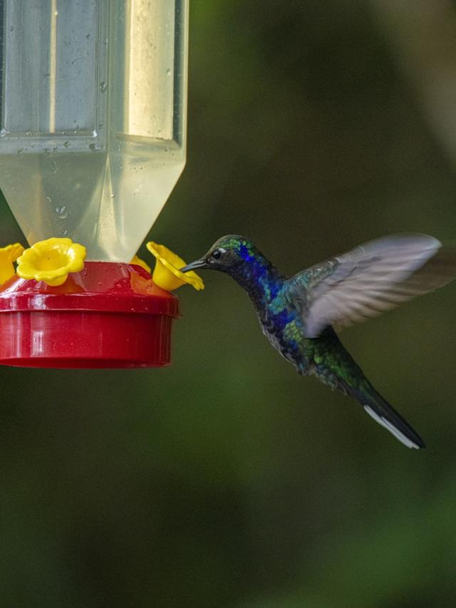 Why Hummingbirds Need Water and How to Provide It