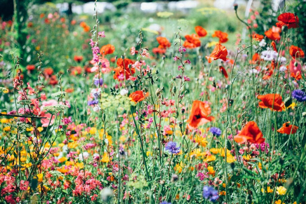 What is the longest lasting perennial flower and how to care?