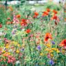 What is the longest lasting perennial flower and how to care?