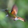 The Effects of Climate Change on Hummingbird Populations